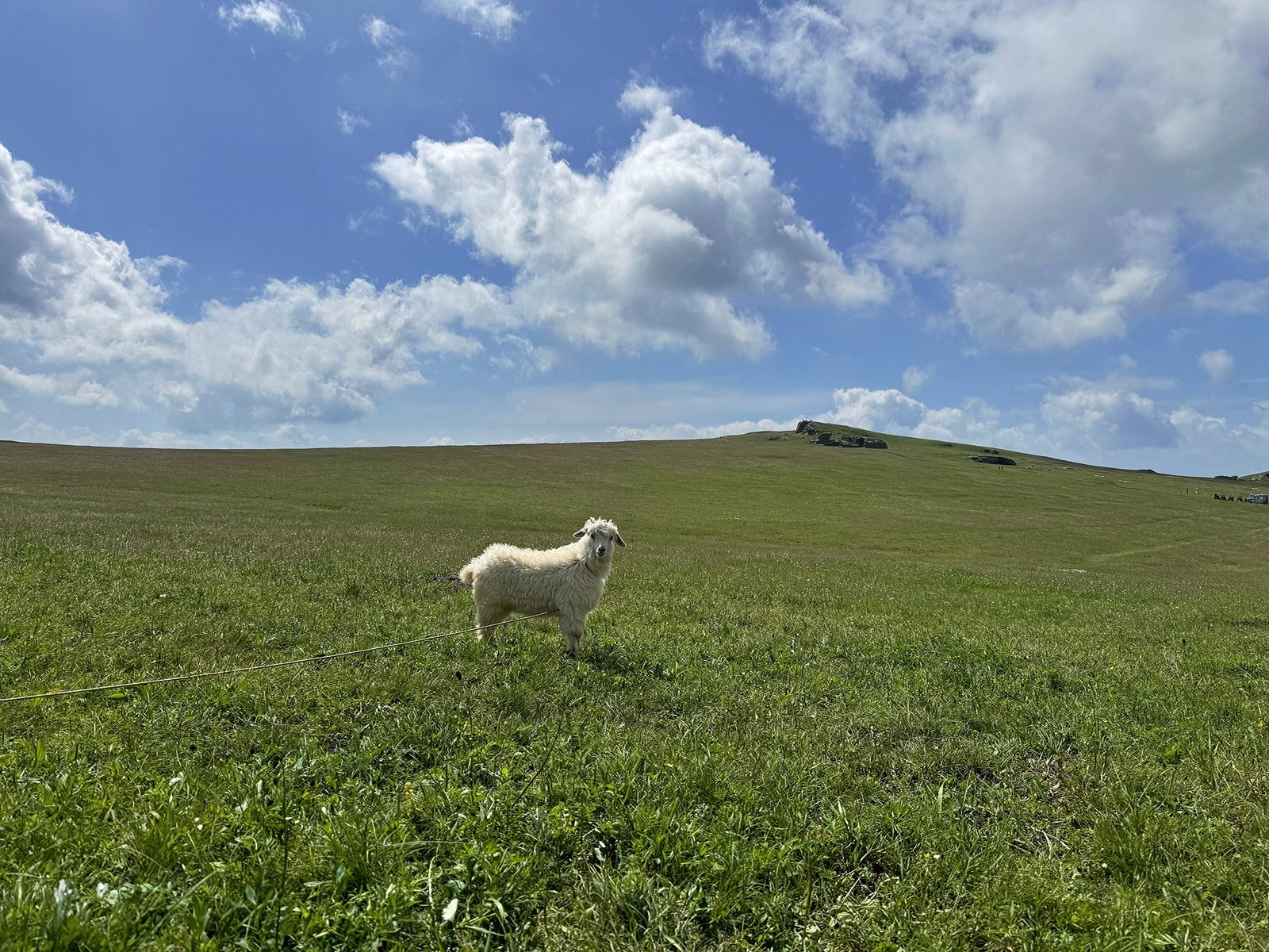 A woolly friend on a grassy hill